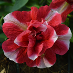 Petunia Tumbelina Cherry Ripple